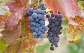Youwall Grapes Wallpaper Photo