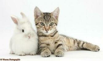 Cute Baby Kittens HD Wallpaper In Animals Imageci
