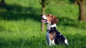 Beagle Dog Desktop Wallpaper
