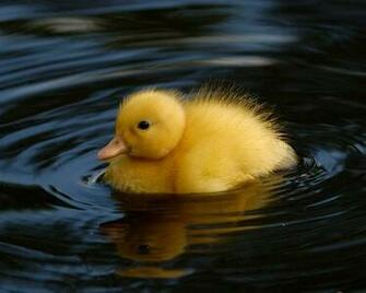 Of The Duck Also Make It Easier For To Walk On Slippery