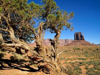 Nature Wallpaper Gallery