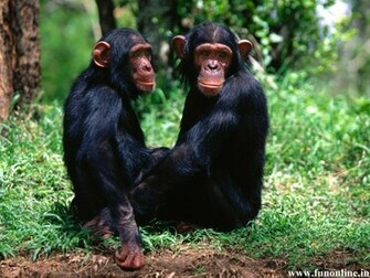 Amazing Chimpanzee Wallpaper