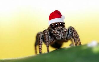 Cute Spider Wallpaper