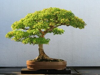 Bonsai Wallpaper Jpeg