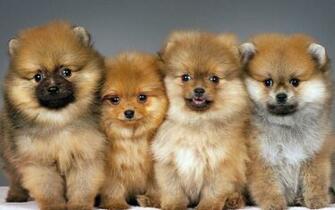Pomeranian Wallpaper