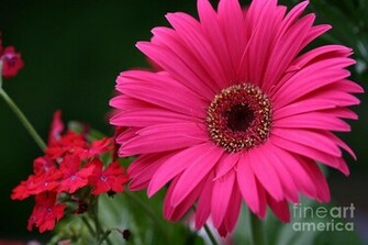 Back To Stephanie Barniville Art Photographs Pink Flower Daisy