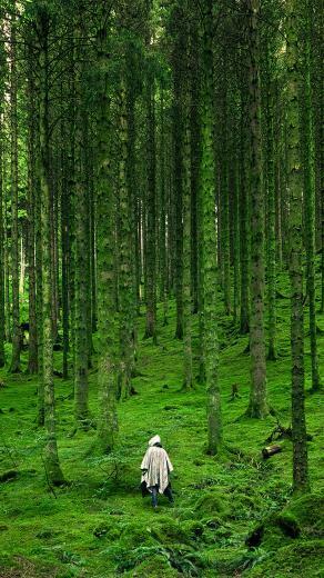 In Wood Forest Green Mountain Nature Android Wallpaper