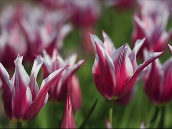Chiiizuka HD Tulip Flower Wallpaper