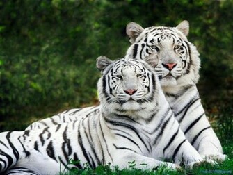 HD Animals Wild Wallpaper