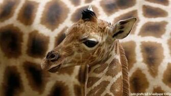 Cute Animal Desktop Background