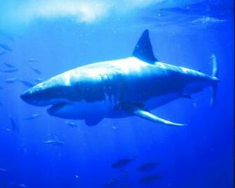 Funny Shark Wallpaper HD In Animals Imageci