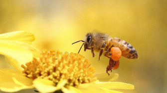 Honey Bee Pollinating Flower Yellow Wallpaper HD