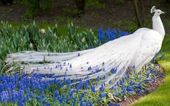 White Peacock HD Wallpaper Wallpapercharlie