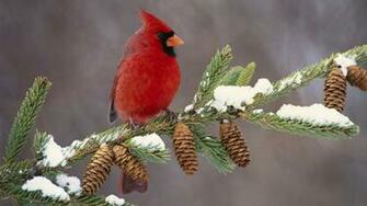 Can Hear The Birds Lynne Meredith Golodner
