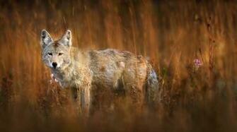 Coyote Gazing At The Camera In Yellowstone Np Title Gaze