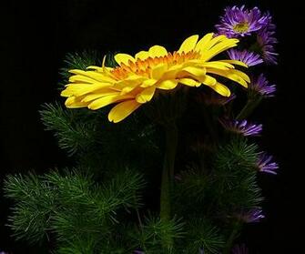 Purple Gerbera Daisies Flower Desktop Wallpaper