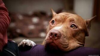 American Pitbull Terrier Desktop Pc And Mac Wallpaper