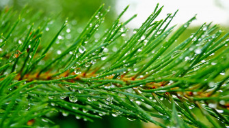 Green Background Wallpaper