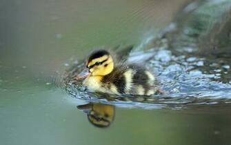 Wallpaper Duckling