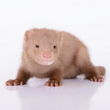 Small Mink On White Background