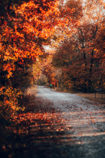 Fall Line Of Trees In Roadside Wallpaper
