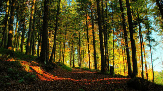 Forest Path 4k HD Wallpaper Image Photos And Picture