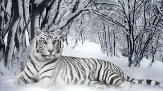 White Siberian Tiger Wallpaper