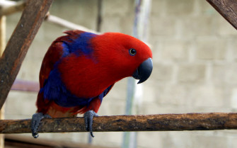 Eclectus Roratus Parrot Wallpaper HD Wallpaper13