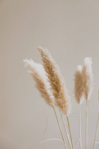 Neutral iPhone Grass Flower Wallpaper