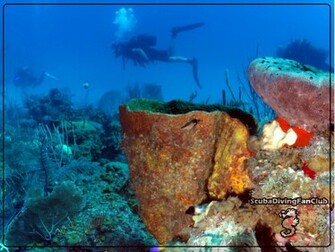 Scuba Diving Wallpaper
