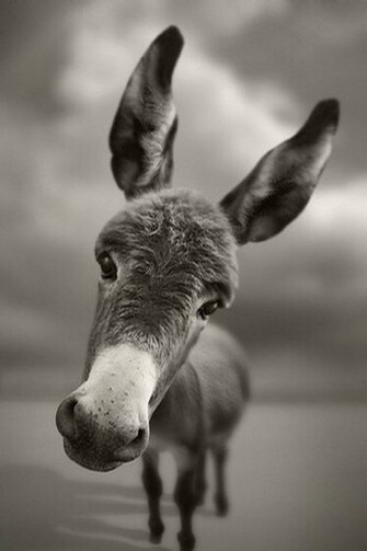 Cute Funny Donkey Wallpaper