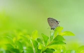 Nature Butterfly Leaves Wallpaper Animals Butterflies HD