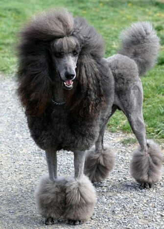 Poodle Dogs The Dog Wallpaper Best