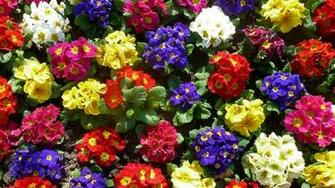 Colorful Primrose HD Wallpaper Background Image Id