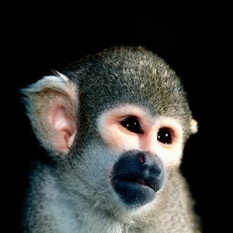 Beautiful Wallpaper Monkey HD