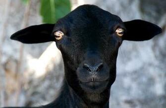 Wallpaper For Black Sheep