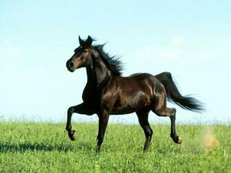 Black Horse New Wallpaper