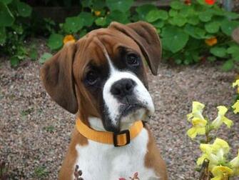 Cute Boxer Puppy Dogs Wallpaper