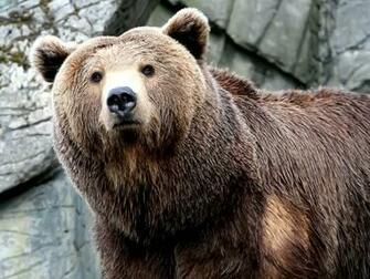 Bear Wallpaper
