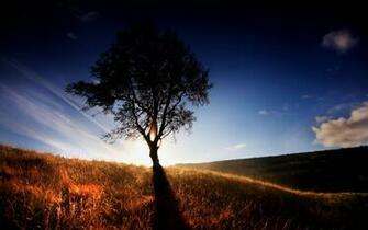 Lonely Tree Wallpaper And Image Pictures Photos