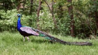 Peafowl Wallpaper First HD