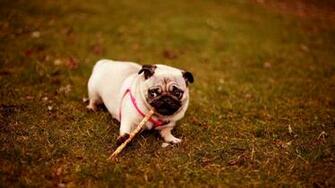 Pug Playing Wallpaper Desktop Puppies HD Valentine