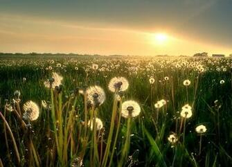 Gallary Beauty Of Nature During Sunshine Pictures And Wallpaper