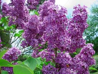 Happy Spring Post Some Great Pic S Nothing Vulgar Please
