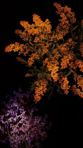Beautiful Tree iPhone And Plus HD