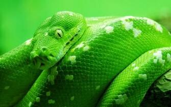 Green Snake Wallpaper