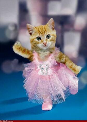 Cats And Dogs Ballerina Kitten