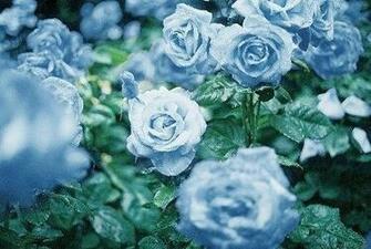 Gorgeous Hipster Vintage Green Water Blue Flowers Field Wallpaper