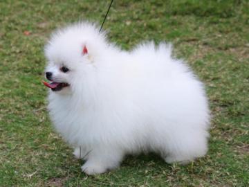 Fun Animals Wiki Videos Pictures Stories Pomeranian Dog Wallpaper