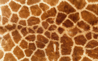 Animal Fur Wallpaper On
